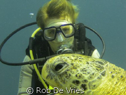 Lots of turtles in Sipadan Malaysia, sometimes 40 in one ... by Rob De Vries 